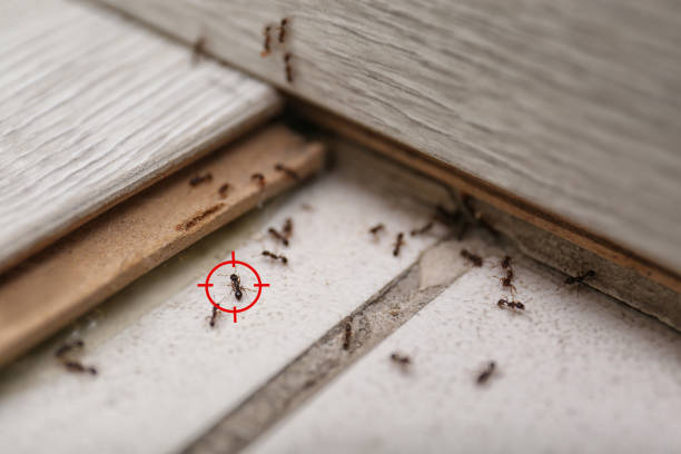 Best Emergency Pest Control  in Merritt Island, FL